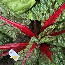 семена мангольда  Красный