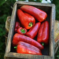 семена перца сладкого юбилейный семко f1