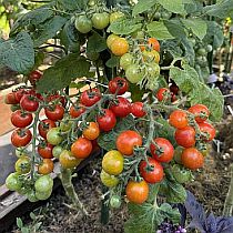 Семена томата Маленькая Звезда F1