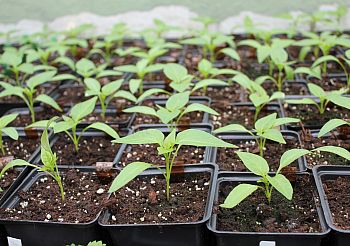 Выращивание рассады томата (помидора) и перца без ошибок