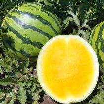 Семена арбуза Стартап 65 F1