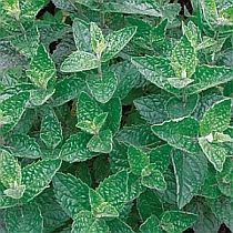 семена котовника лимонного Митинский Семко 