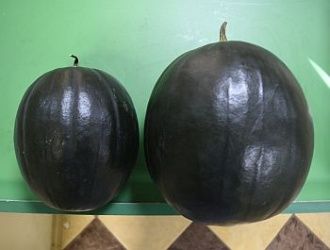 Прививка арбуза на тыкву - просто и со вкусом!