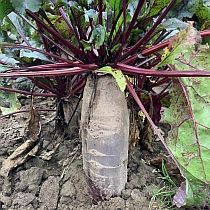 семена свеклы столовой Мона