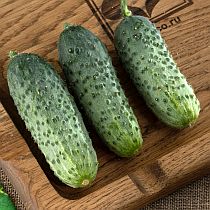 Семена огурца Котор F1