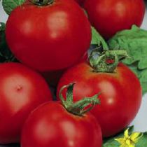 Семена томата Юниор F1