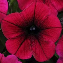 семена петунии Шок Вейв Дип Перпл F1