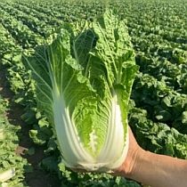 Семена капусты пекинской Ника F1