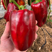 Семена перца сладкого Раннее Чудо F1