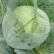 Семена капусты белокочанной Орион F1