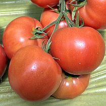 Семена томата Малвария F1