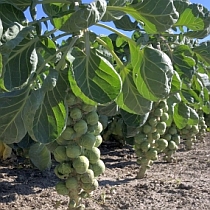 Семена брюссельской капусты Касио