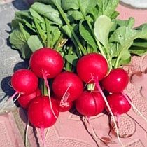 Семена редиса Селеста F1