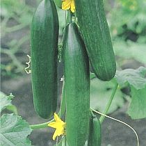 Семена огурцов 16-25 см Стелла F1
