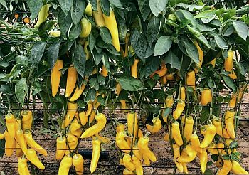 Формирование и «постройка» перечных заборов!