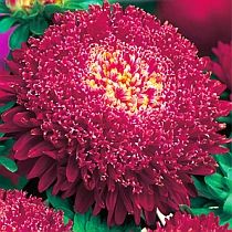 семена астры принцесса  Буги-Вуги