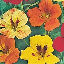 семена настурции Настурция вьющаяся