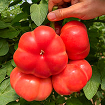 Семена томата Розовый Марманде F1