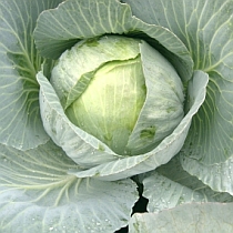 Семена капусты белокочанной Ромео F1