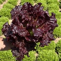 семена кочанного салата Вишневая Дымка