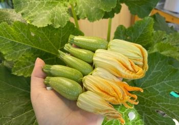 Зимне-весенняя сказка о кабачке F1 Смарт