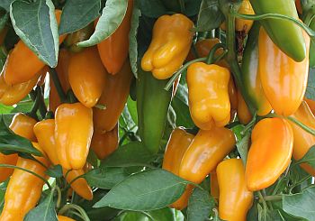 Перец сладкий - интересные факты, фото, рецепты