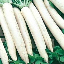 семена дайкона Дубинушка