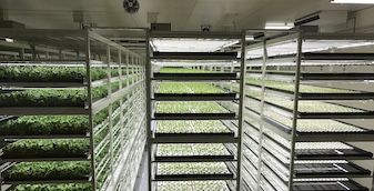 Проект номер два: Ситифермерство