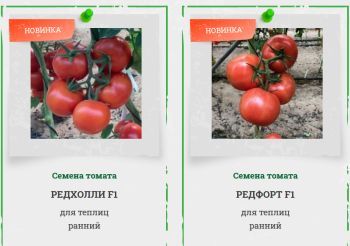 Новые гибриды томата в продаже!