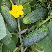 Семена огурца Ласточка F1