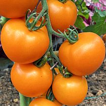Семена томата Диоранж F1