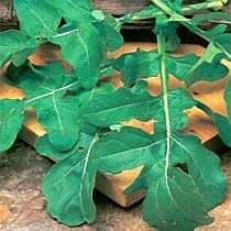 семена руколы Рококо