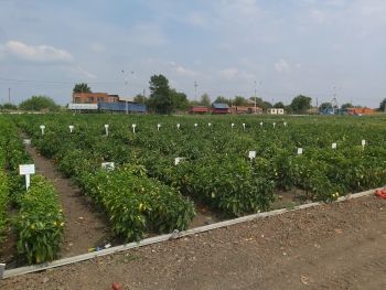 В институте Риса – Праздник овощей!