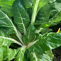 семена мангольда  Зеленый