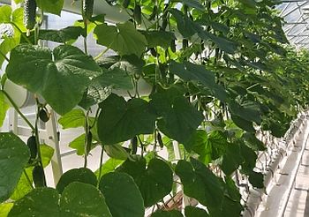 Формирование растений огурца в защищенном грунте