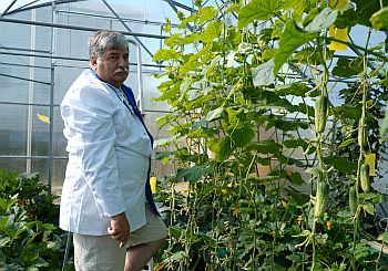 Огурцы во втором обороте, Белгород 2023