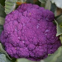 Семена цветной капусты Граффити F1
