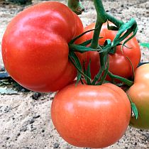 Семена томата Стреза F1