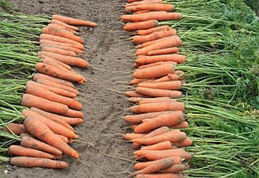 Устойчивость моркови к повреждению морковной мухой