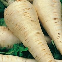 семена пастернака Лучший из Всех