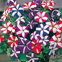 семена петунии Шапито