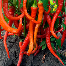 Семена перца острого Бараний Рог