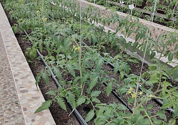 Формирование индетерминантных и детерминантных гибридов томата