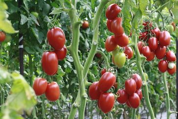 Сортоиспытание 2020