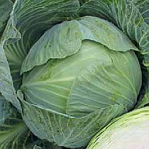 Семена капусты белокочанной Отличник F1
