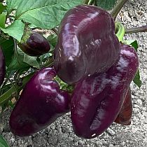 семена перца сладкого максим f1 