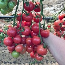 Семена томата Черри Роза F1