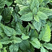 семена мелиссы лекарственной Царицынская Семко