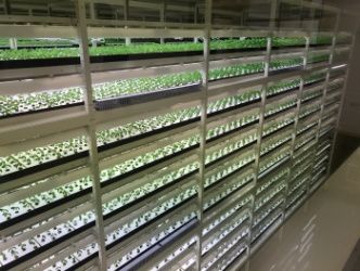 Вертикальные теплицы компании Mirai