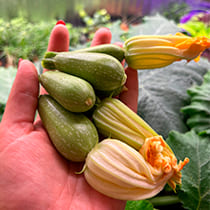 семена цукини Смарт F1